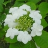 Viburnum plicatum -- Japan-Schneeball
